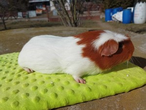 Beruška2