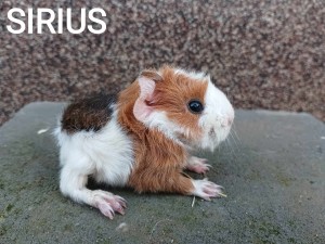 Sirius.