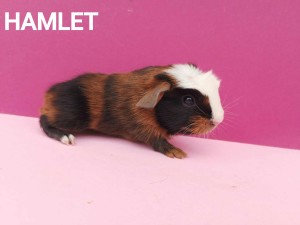 Hamlet