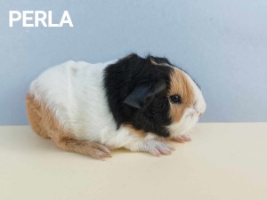 Perla2