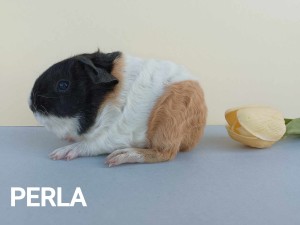 Perla3